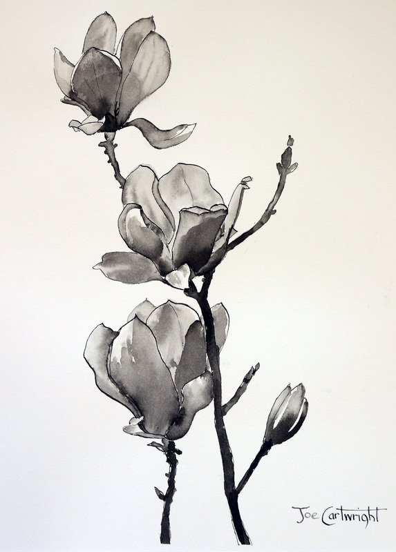 Pen and Ink Drawing of Magnolias Pen and Ink Techniques